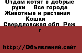 Отдам котят в добрые руки. - Все города Животные и растения » Кошки   . Свердловская обл.,Реж г.